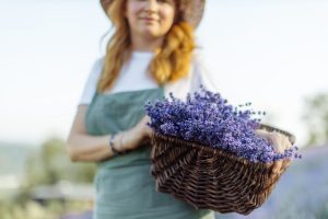 Read more about the article How to cultivate lavender