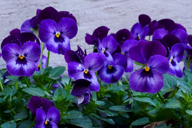 Read more about the article AFRICAN VIOLETS – SAINTPAULIA